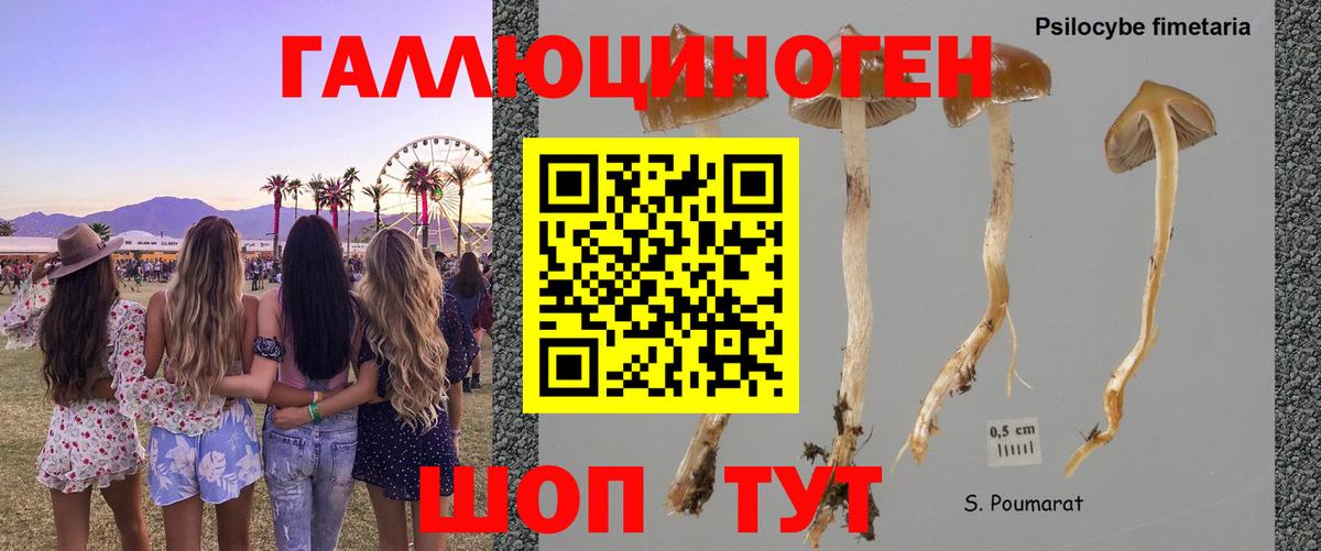 Галлюциногенные грибы прущие грибы  Вход с VPN  Кстово 